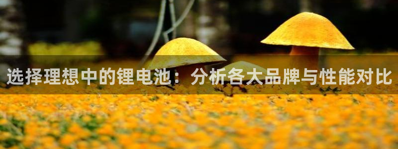 tp钱包官网下载tokenpocket：选择理想中的锂电池：分析各大品牌与性能对比